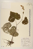 玉山蟹甲草藏品圖，第1張