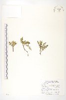 關山青木香藏品圖，第1張