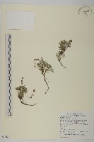 山艾藏品圖，第1張