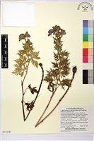 臺灣烏頭藏品圖，第1張