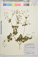 微毛爪哇唐松草藏品圖，第1張