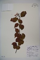 樺葉莢迷、玉山莢迷藏品圖，第1張