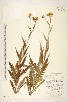 玉山黃菀藏品圖，第1張