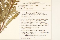 玉山黃菀藏品圖，第2張