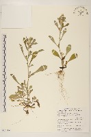 匙葉鼠麴草藏品圖，第1張