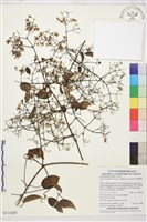 柱果鐵線蓮藏品圖，第1張