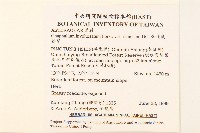 分枝鼠麴草藏品圖，第2張