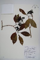 長花厚殼樹藏品圖，第1張