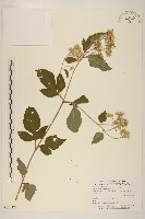 臺灣澤蘭藏品圖，第1張