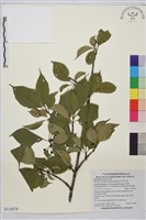 中原氏鼠李藏品圖，第1張