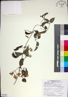 麥氏鐵線蓮藏品圖，第1張