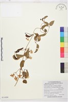 麥氏鐵線蓮藏品圖，第2張