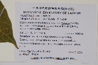 華八角楓藏品圖，第2張