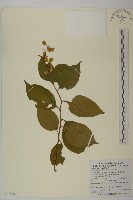 雷公藤藏品圖，第1張