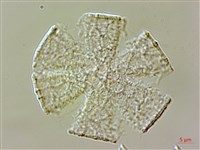 紫蘇、荏藏品圖，第2張