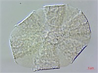 紫蘇、荏藏品圖，第3張