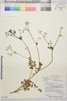 微毛爪哇唐松草藏品圖，第1張