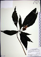 角桐草、台灣半蒴苣苔藏品圖，第1張