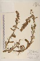 裏白鼠麴草藏品圖，第1張