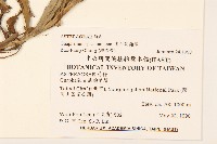 裏白鼠麴草藏品圖，第2張