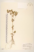 金腰箭藏品圖，第1張