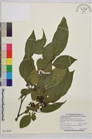 中原氏鼠李藏品圖，第1張