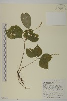 登錄號:S114327藏品圖，第1張