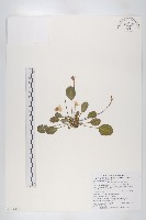 倒卵葉裂緣花藏品圖，第1張