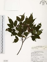 賊仔樹藏品圖，第1張