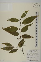 佩羅特木藏品圖，第1張