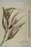 木麻黃藏品圖，第1張