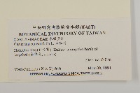 木麻黃藏品圖，第2張