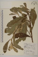 七里明艾納香藏品圖，第1張