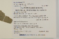 七里明艾納香藏品圖，第2張