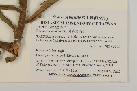 薄葉艾納香藏品圖，第2張