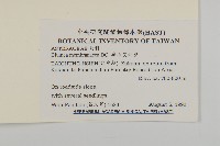 旗山艾納香藏品圖，第2張