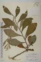 毛將軍藏品圖，第1張