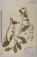 薄葉艾納香藏品圖，第1張