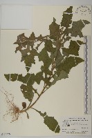 裂葉艾納香藏品圖，第1張