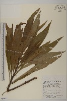 狹葉艾納香藏品圖，第1張