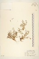 假吐金菊藏品圖，第1張