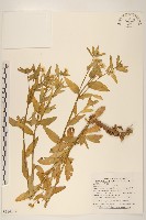 白頂飛蓬藏品圖，第1張