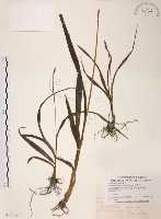 臺灣白及藏品圖，第1張