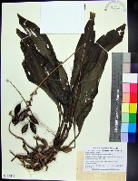 白鶴蘭藏品圖，第1張