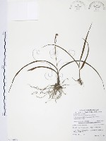 臺灣白及藏品圖，第1張