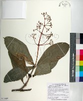 臺灣野牡丹藤藏品圖，第1張