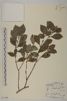 日本賽衛矛、日本假衛矛藏品圖，第1張