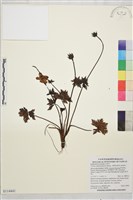 臺灣金蓮花藏品圖，第1張