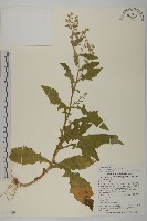 旗山艾納香藏品圖，第1張