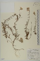 登錄號:S114463藏品圖，第1張